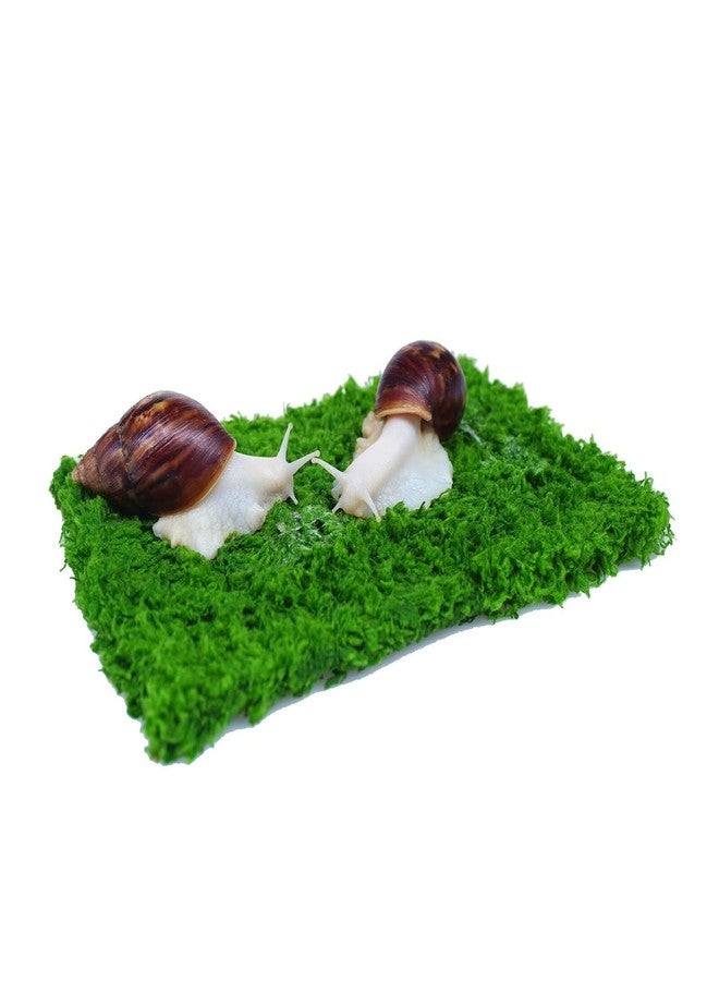 Begeterday Pet Snail Climbing Wall, Ideal Snail Terrarium Accessories（7 Inch） - Image 1